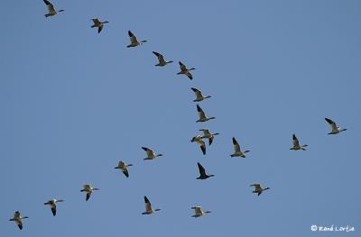 Oies blanches / White Geese