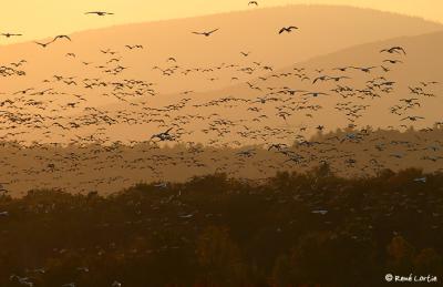 Oies blanches / White Geese