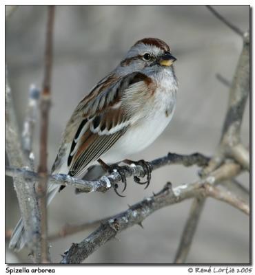 Bruant hudsonien / American Tree Sparrow