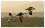 Oies blanches / White Geese