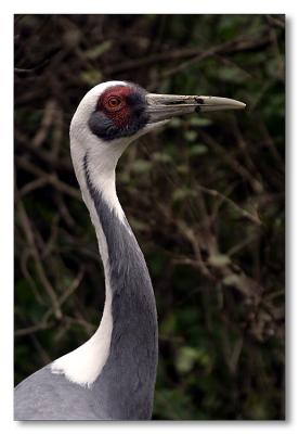 Crane