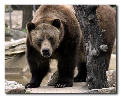 Grizzly