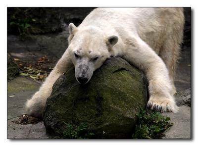 Polar Bear
