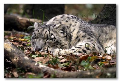 Snow Leopard
