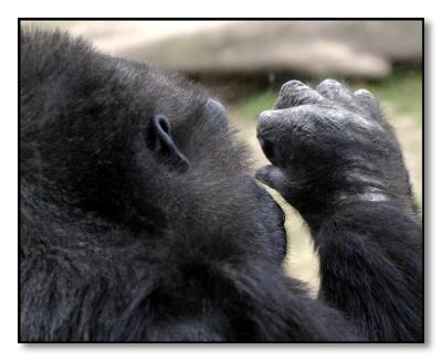 Gorilla