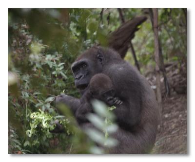 Gorilla with Baby