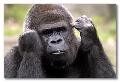 Gorilla