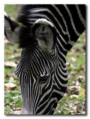 Zebra