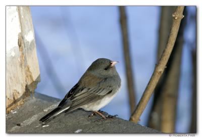 Juncos