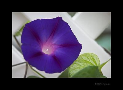 Morning Glory