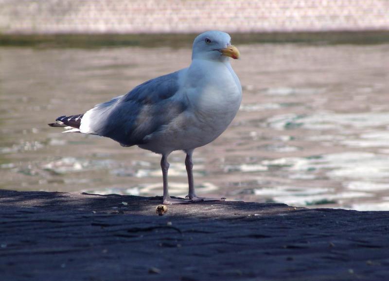 Gull in Leiden