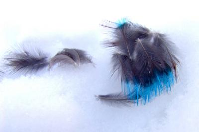 Magpie feathers