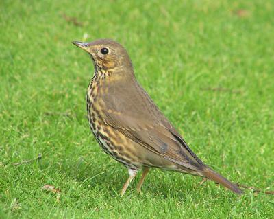 Song Thrush