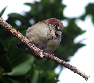 House Sparrow
