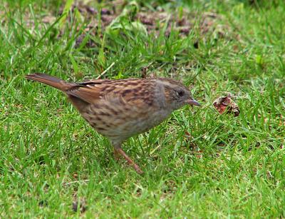 Dunnock