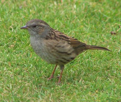 Dunnock
