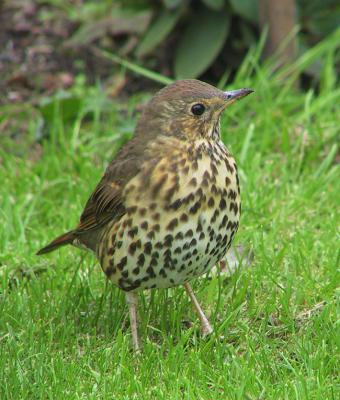 Song Thrush