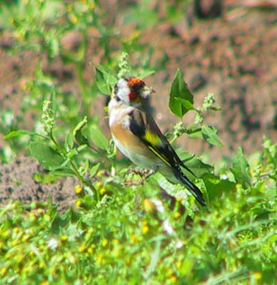 Goldfinch