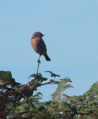 Stonechat