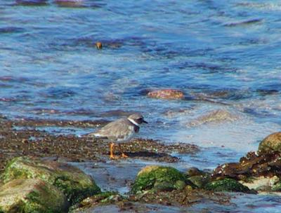 Ringed Plover