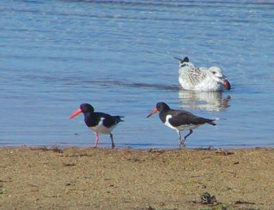 (Eurasian) Oystercatchers
