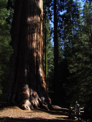Sequoia/Kings Canyon National Park : 2003