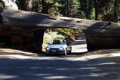 Rob driving through the tunnel tree