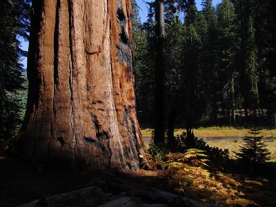 Tree by Crescent Meadow in Giant Forest
