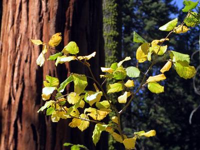 Aspen Leaves in front of a Sequoia