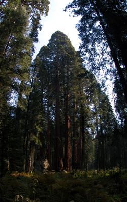Sequoia/Kings Canyon National Park : 2003