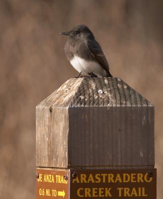 Black Phoebe