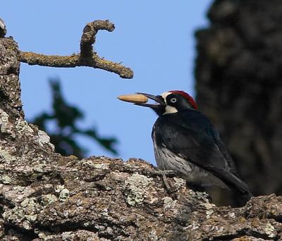Acorn Woodpecker : Melanerpes formicivorous
