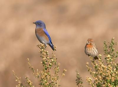 Western Bluebird and House Finch