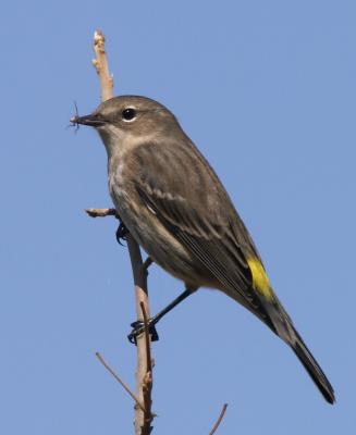 Yellow-rumped Warbler (Myrtle)