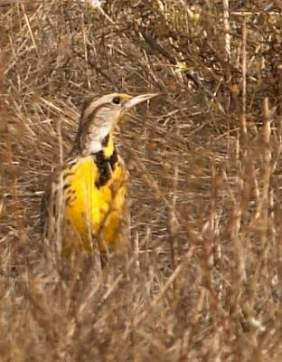 Western Meadowlark : Sturnella neglecta
