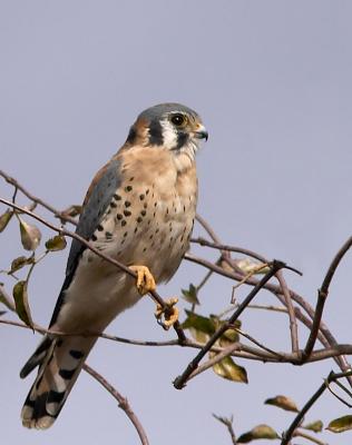 American Kestrel : Falco sparverius