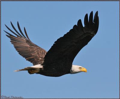 Eagle in flight