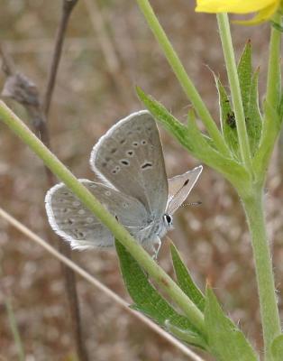 Puget blue (Icaricia icarioides blackmorei)