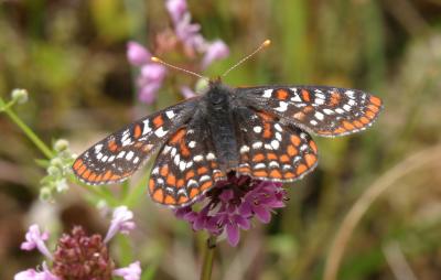 Taylor's Checkerspot (Euphrydryas editha taylori)