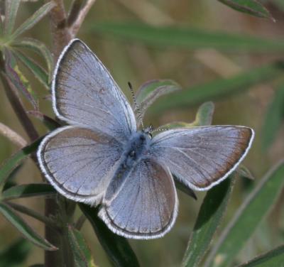 Silvery blue