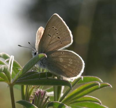 Puget blue (Icaricia icarioides blackmorei)