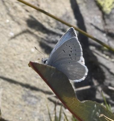 Boisduval blue / Fender's blue (Icaricia icarioides fenderi) North Olympics