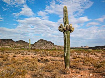 Two saguaros