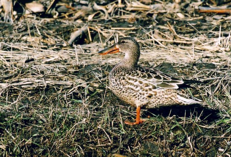 Canard souchet f.