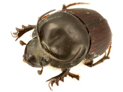 Onthophagus taurus