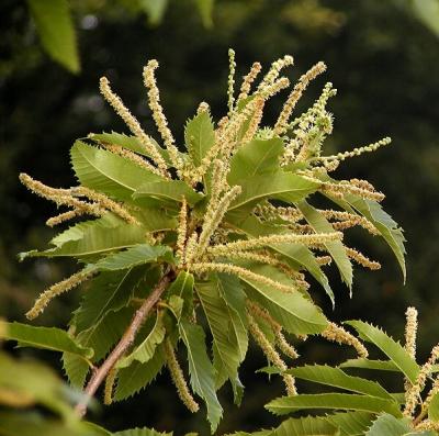 Blhende Esskastanie (Blooming Sweet Chestnut)