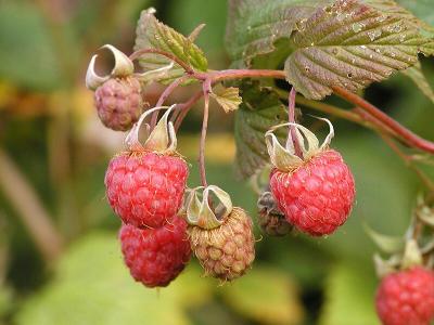 Himbeeren (Raspberries)