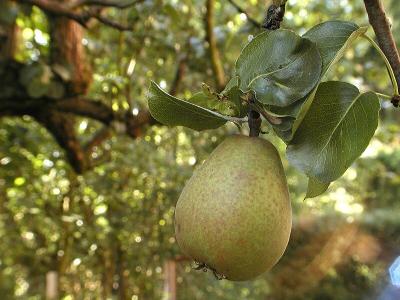 Birne (Pear)
