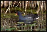 Common Moorhen (Gallinula chloropus)