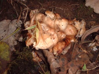 Entoloma abortivum